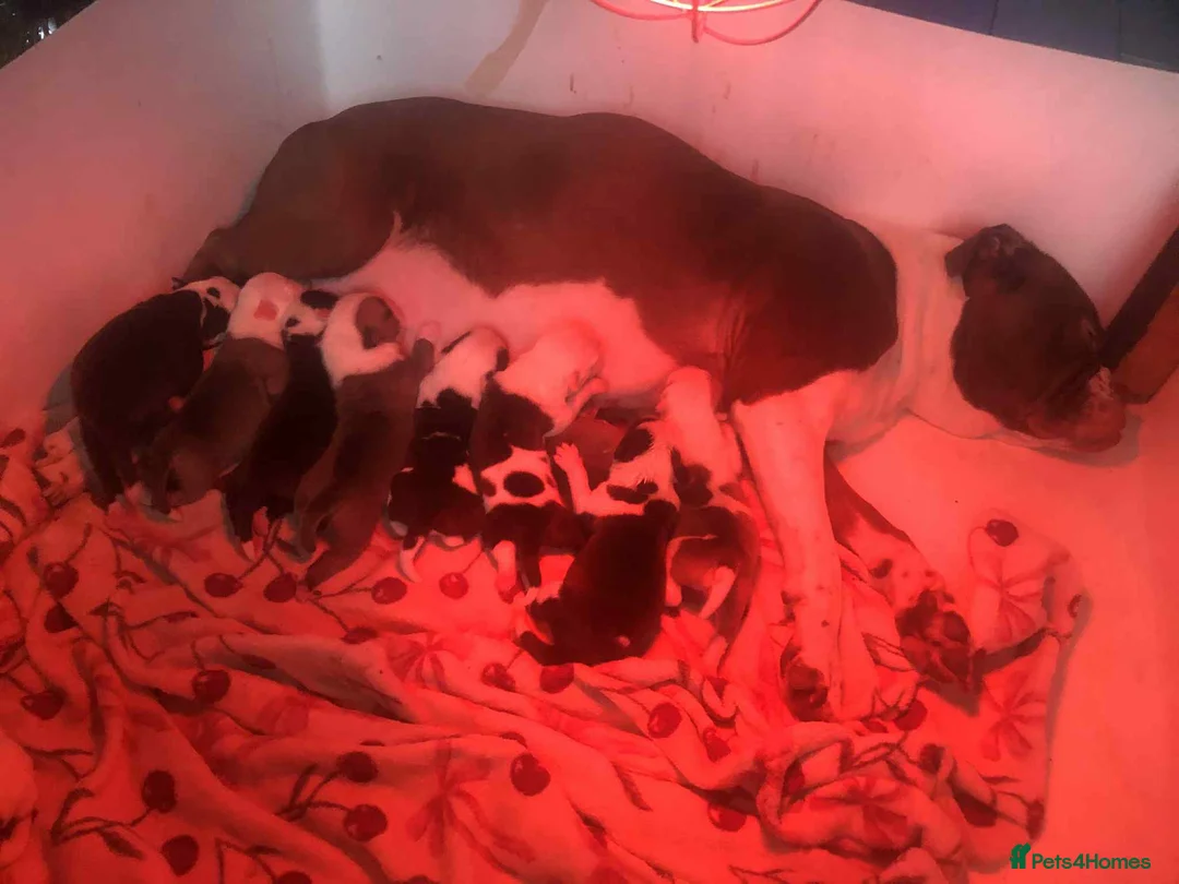 Mixed Breed dogs for sale: For sale my beautiful american bulldog cross - Advert 1