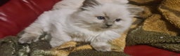 Ragdoll cats for sale: GCCF registered ragdoll kittens - Advert 10
