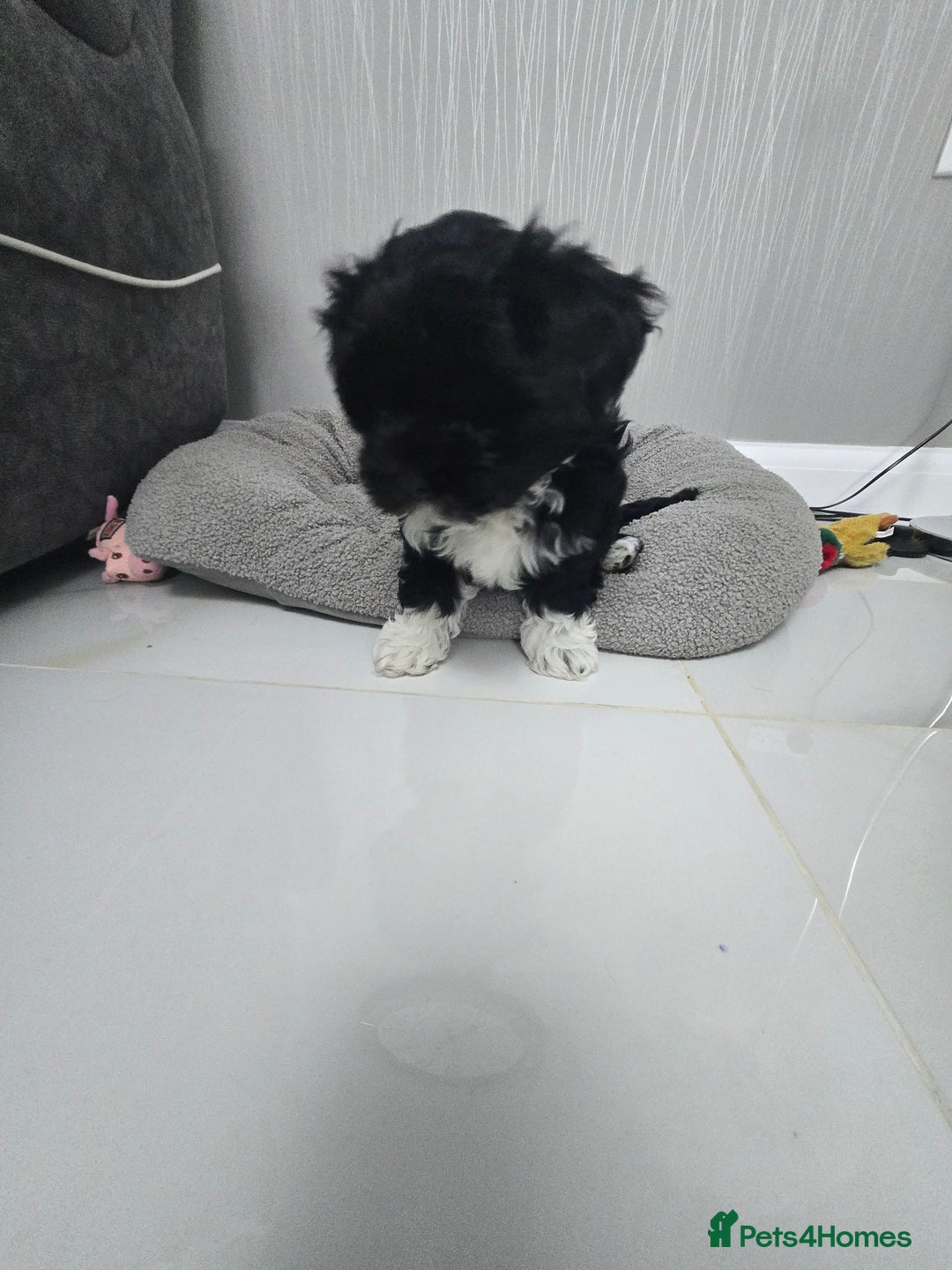 Bichon Frise dogs for sale: Bichon frise puppy  - Image 1