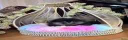 Pomeranian dogs for sale: BLACK & TAN GIRL and BOY - Advert 30