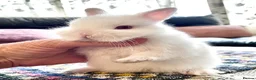 Netherland Dwarf rabbits for sale: Netherland Dwarf purebred Baby Rabbits NEW  - Advert 3