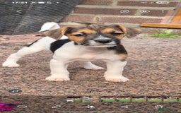 Jack Russell dogs for sale: Jack Russell pups ready now call 07368468393 - Image 4