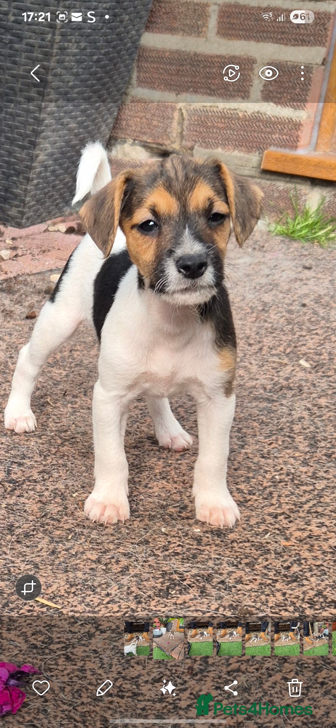 Jack Russell dogs for sale: Jack Russell pups ready now call 07368468393 - Image 4