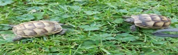 Tortoise reptiles for sale: Hermanns Thb & Spur-thighed - Advert 2