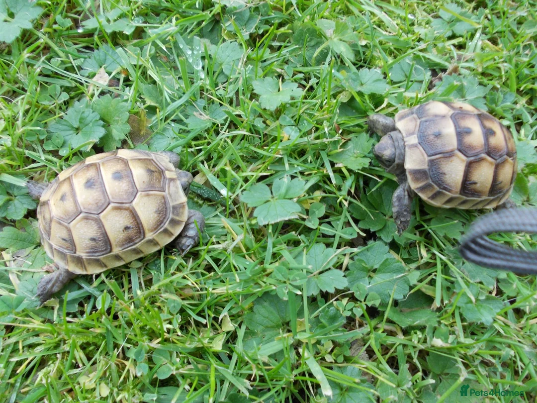 Tortoise reptiles for sale: Hermanns Thb & Spur-thighed - Advert 2