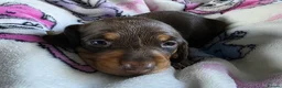 Dachshund dogs for sale: Beautiful littler of pedigree mini Dachshunds  - Advert 9