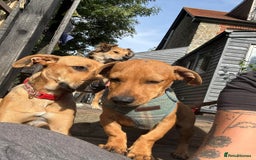 Mixed Breed dogs for adoption: Meet Buckie – a little pup with a big heart! - Image 5