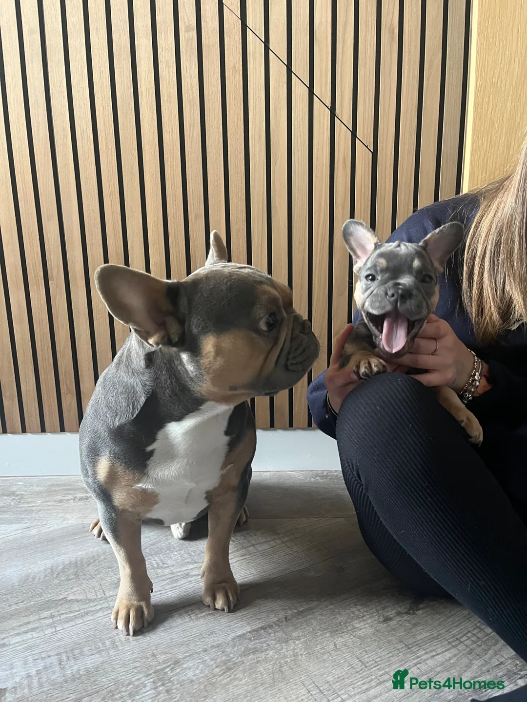 French Bulldog dogs for sale: KC Registered French Bulldogs - Advert 9