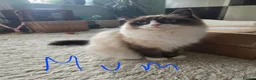 Ragdoll cats for sale: Purebred Ragdoll Kittens in Leigh - Advert 4