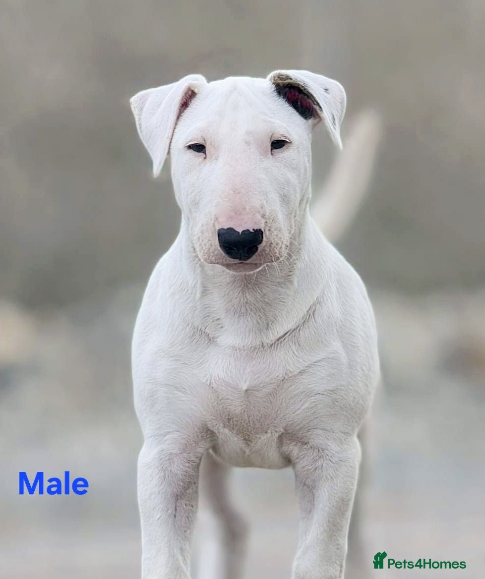 Bull Terrier dogs Bull terrier pups (1 male & 1 female) - Advert 3
