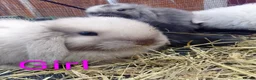 Mini Lop rabbits for sale: Mini Lop Bunnies Ready to leave 12/05 - Advert 16