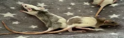 Rat rodents for sale: Baby Dumbo Dwarf Rats Male And Female  - Advert 9