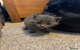 Burmese cats for sale: Beautiful blue kittens  - Image 14