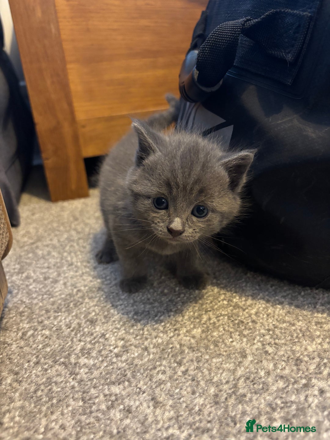 Burmese cats for sale: Beautiful blue kittens  - Image 14