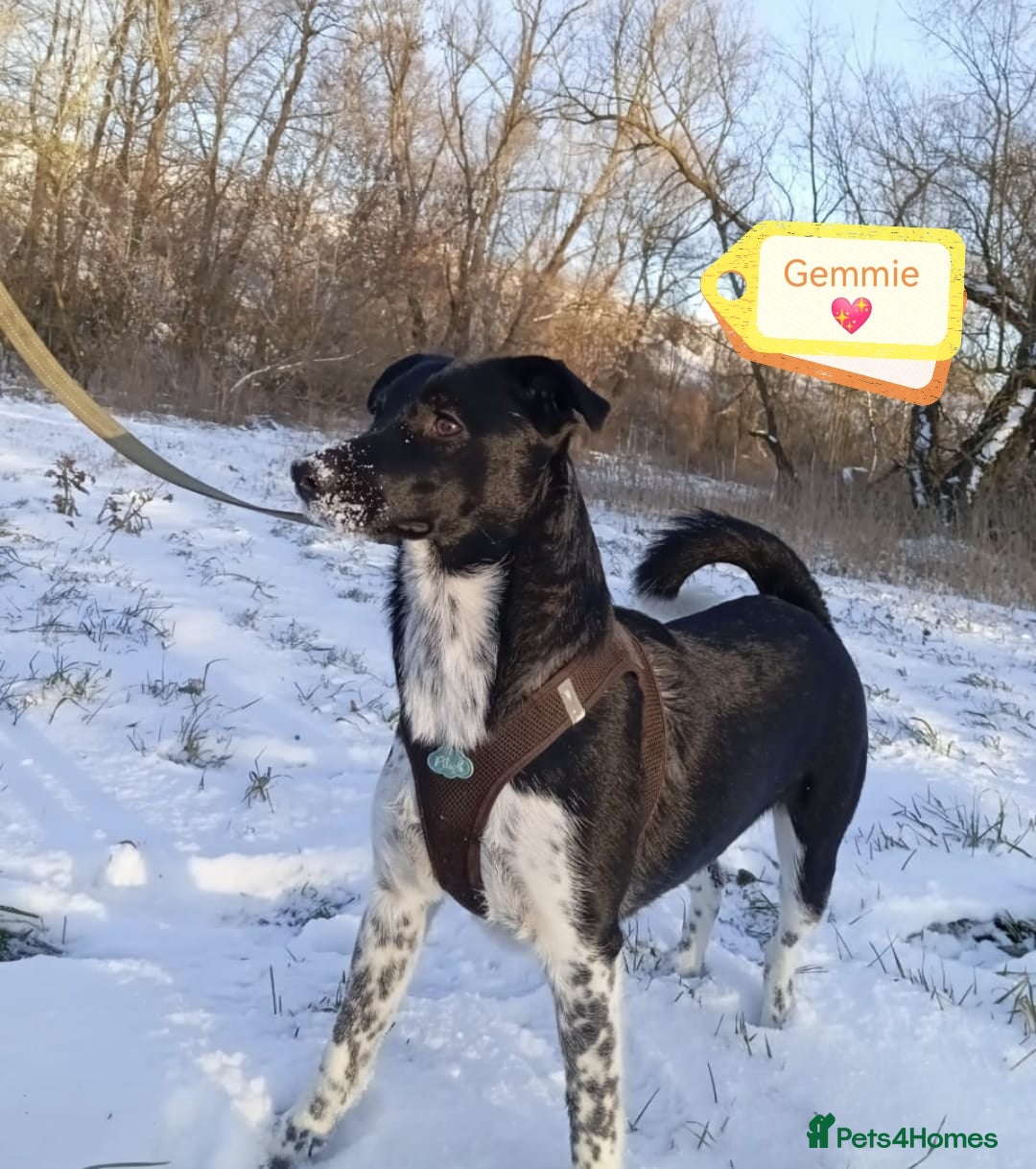 Mixed Breed dogs 💖🐶 GEMMIE 🐶💖 - Advert 3