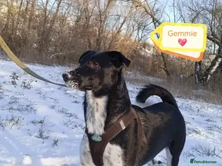 Mixed Breed dogs 💖🐶 GEMMIE 🐶💖 - Advert 3