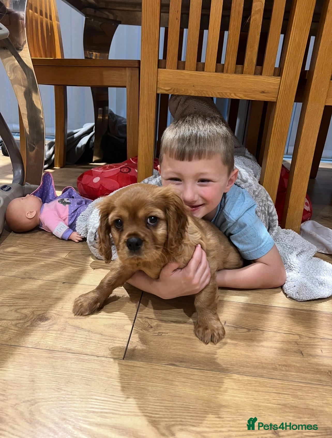 Cavalier King Charles Spaniel dogs *READY NOW!* KC Reg Health tested cavalier puppies - Advert 2
