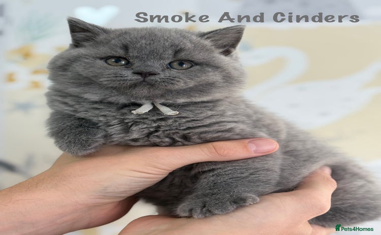 British Shorthair cats - Advert 9