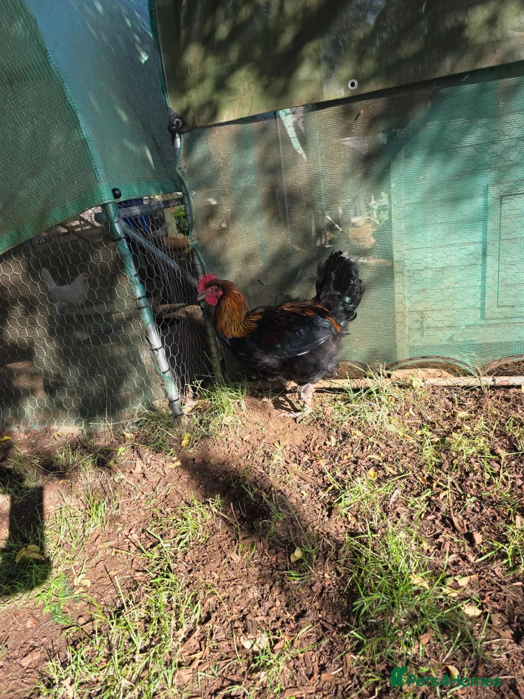 Chickens poultry for sale: Copper black maran cockerel  - Advert 2