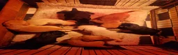 Labrador Retriever dogs for sale: Working Labrador Pups  - Advert 3