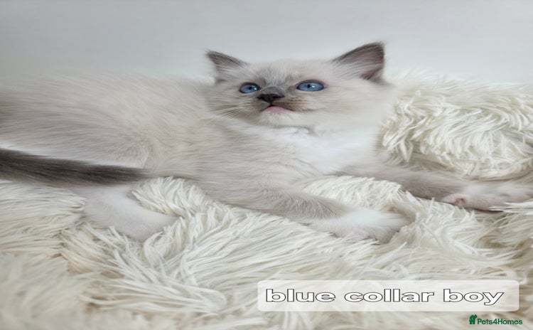 Ragdoll cats - Advert 3