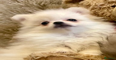 Pomeranian dogs Adorable KC Registered beautiful babies  - Advert 6