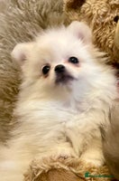 Pomeranian dogs Adorable KC Registered beautiful babies - Advert 5