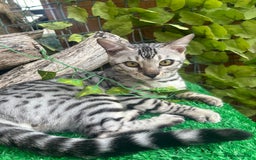 Bengal cats for sale: Unbelievably friendly TICA reg kittens  - Image 11