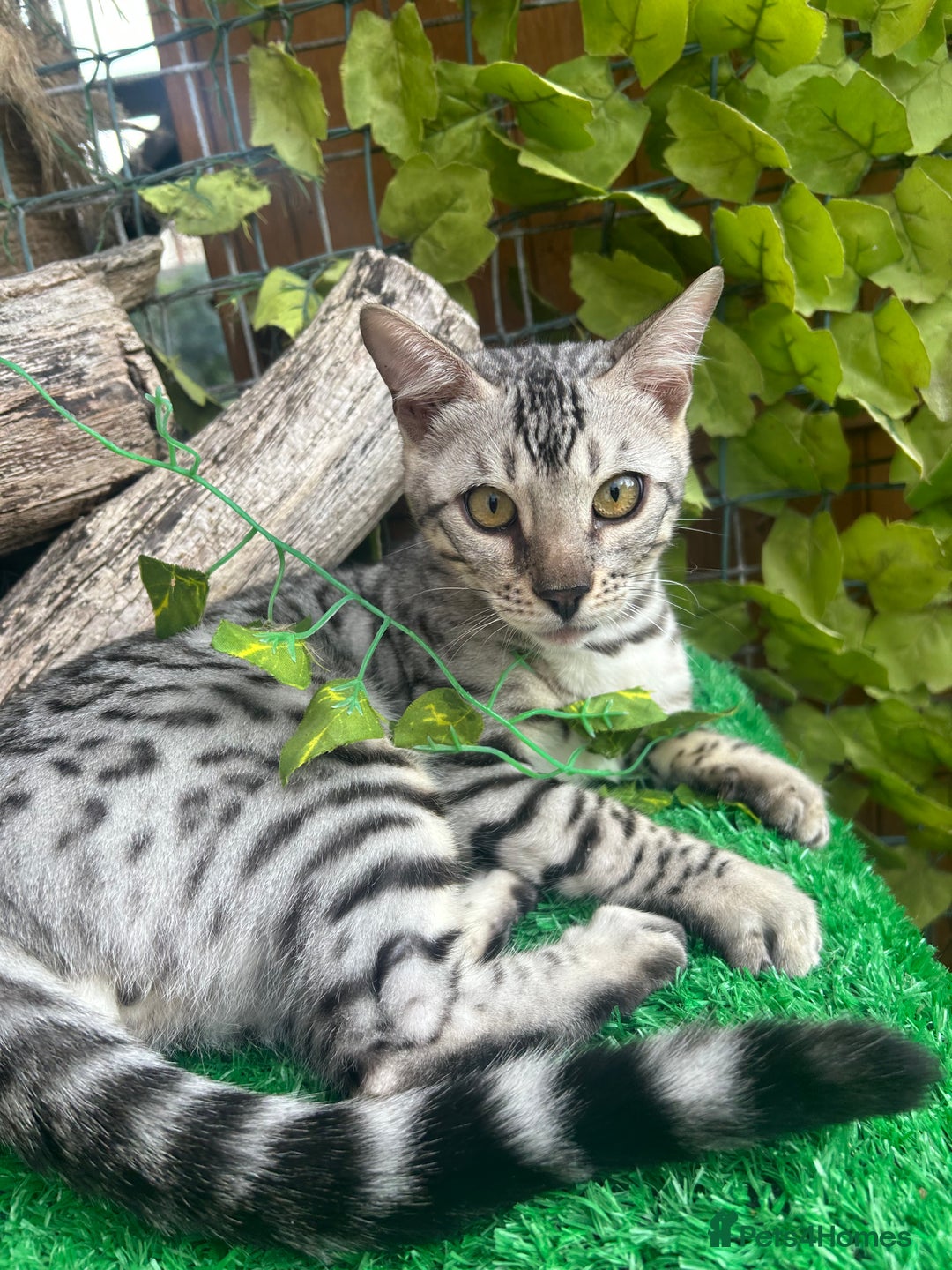 Bengal cats for sale: Unbelievably friendly TICA reg kittens  - Image 11