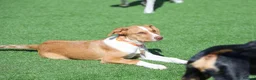 Mixed Breed dogs for adoption: Little Lad Loxy in Hook - Advert 12
