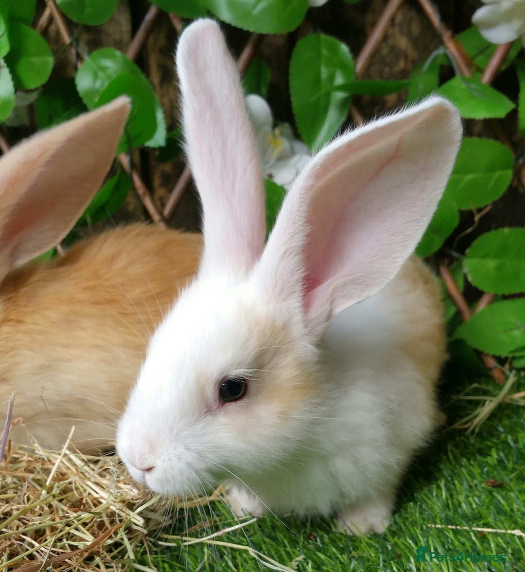 Continental Giant rabbits for sale: PURE Continental Giants Vaccinated 3 in 1 Reserve  - Image 4