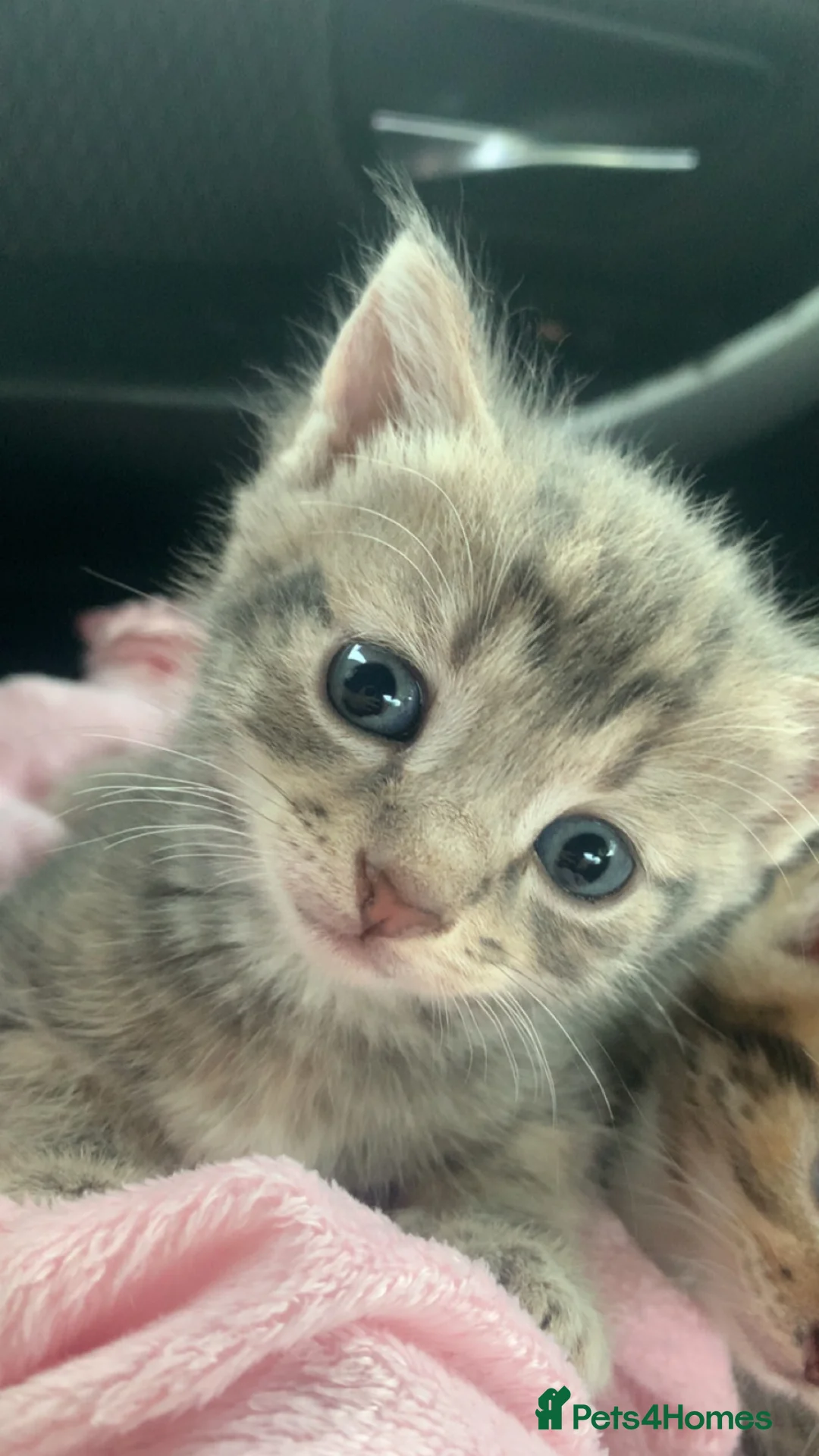 Bengal cats for sale: Gorgeous bengal kittens ready for new homes😍 🤎🐆 - Advert 2