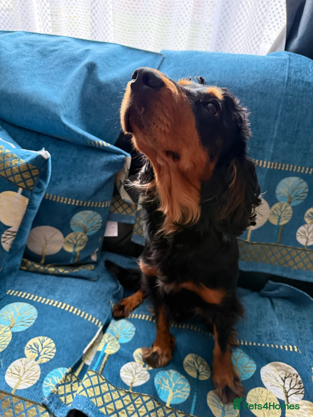 Cocker Spaniel dogs for sale: Spaniel 18 month juvenile  in Southampton - Advert 7