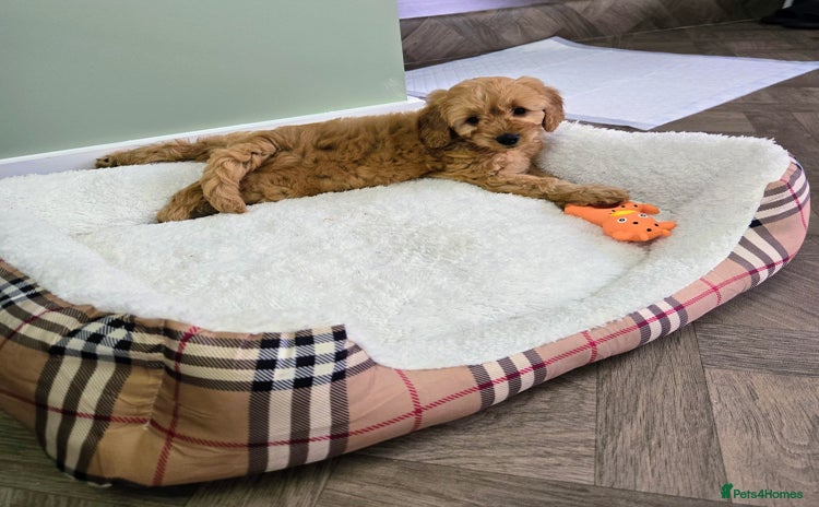 Cockapoo dogs - Advert 12