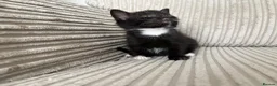 Mixed Breed cats for sale: 🐾 Beautiful and playful Tuxedo & mixed Kittens  - Advert 16