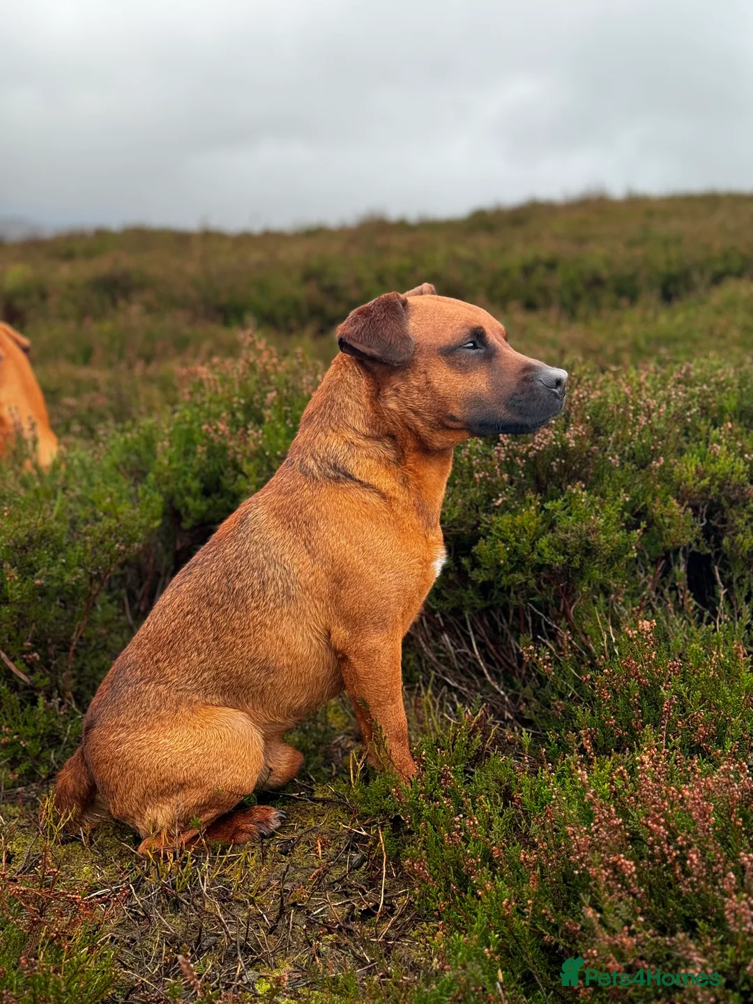 Patterdale Terrier dogs for stud: Super All Round Working Fell Terrier  in Hawes - Advert 6