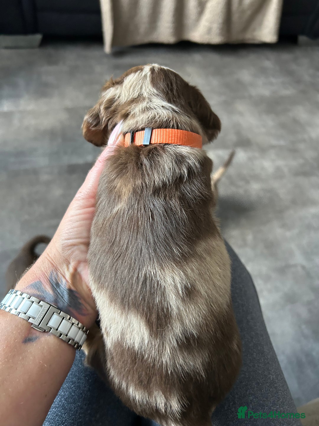 Miniature Dachshund dogs for sale: Chocolate Tan/dapple Miniature Dachsund - Image 33