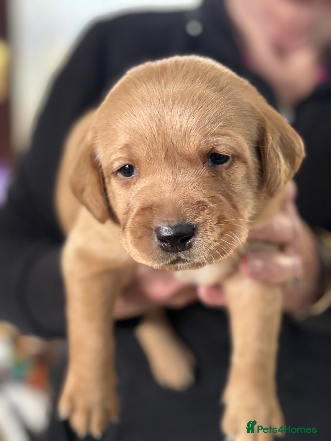 Labrador Retriever dogs for sale: HOME REARED KENNELCLUB REGISTERED LABRADOR PUPPIES - Advert 16