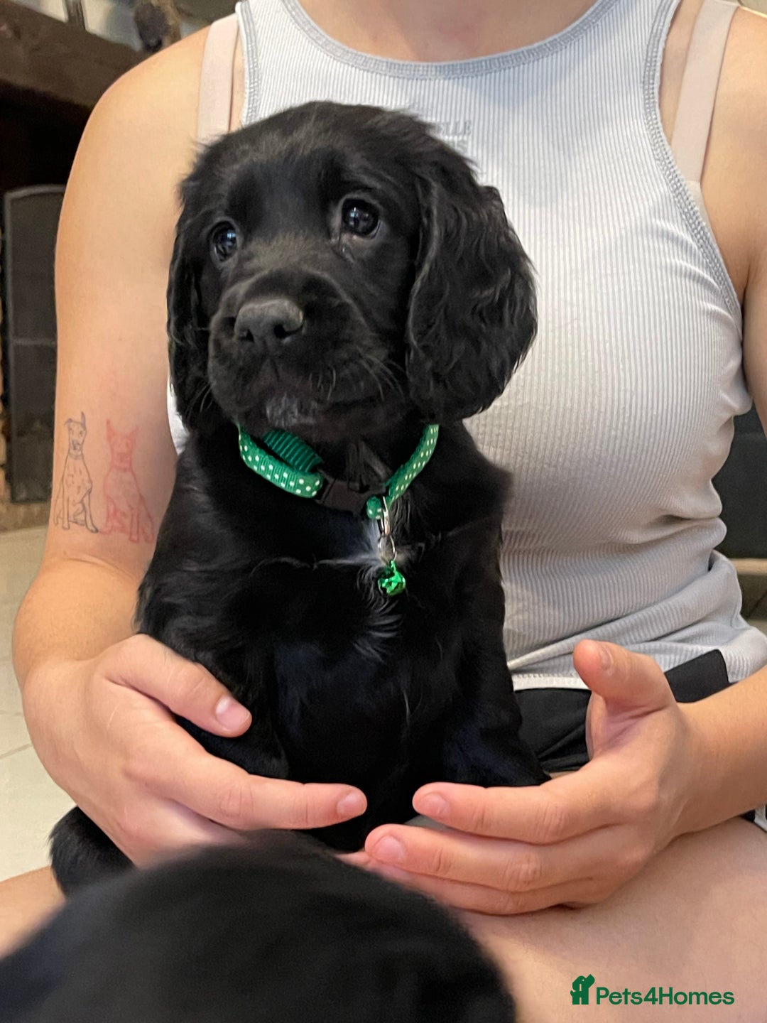 Sprocker dogs for sale: Beautiful Sprocker puppies HEALTH TESTED PARENTS - Image 14