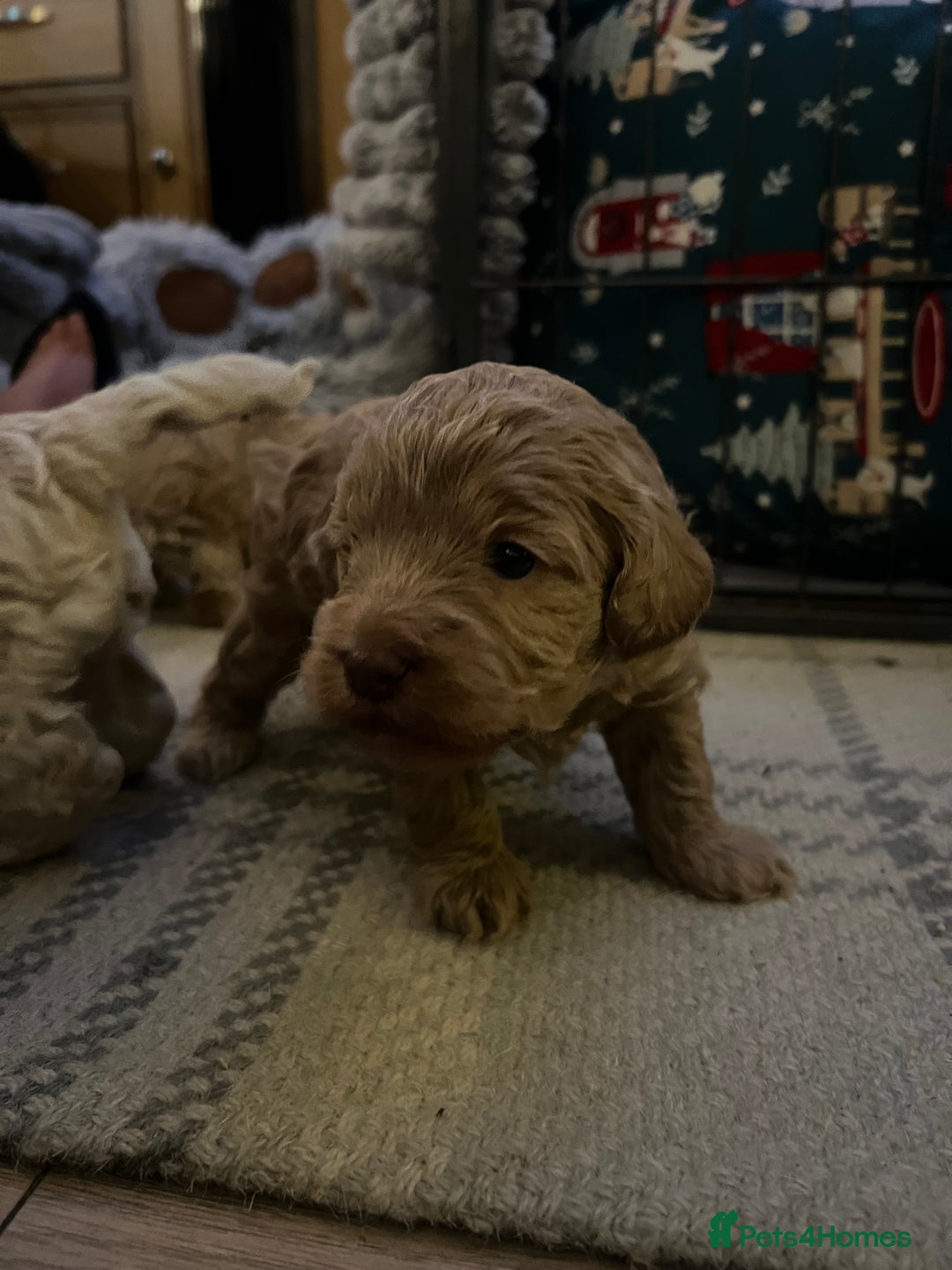 Cockapoo dogs for sale: Cockapoos for sale.  - Advert 18