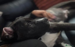 Cane Corso dogs for sale: 4.5 months old boy came corso  - Image 3