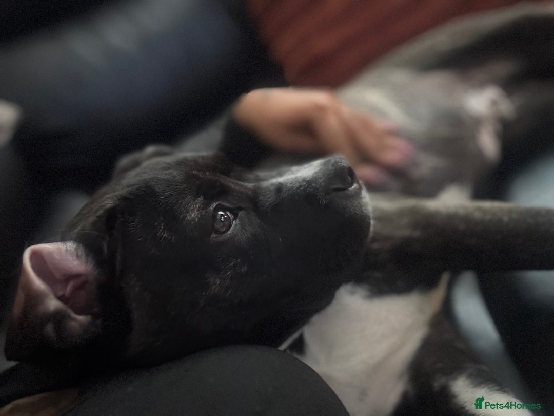 Cane Corso dogs for sale: 4.5 months old boy came corso  - Image 3