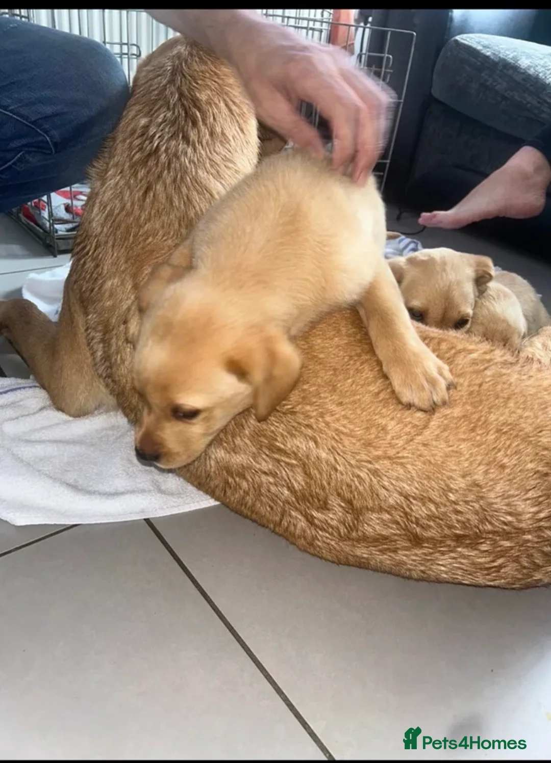 Labrador Retriever dogs for sale: Beautiful Labrador puppies  - Advert 8