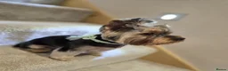 Yorkshire Terrier dogs for sale: Mini Yorkshire Terrier - Advert 11