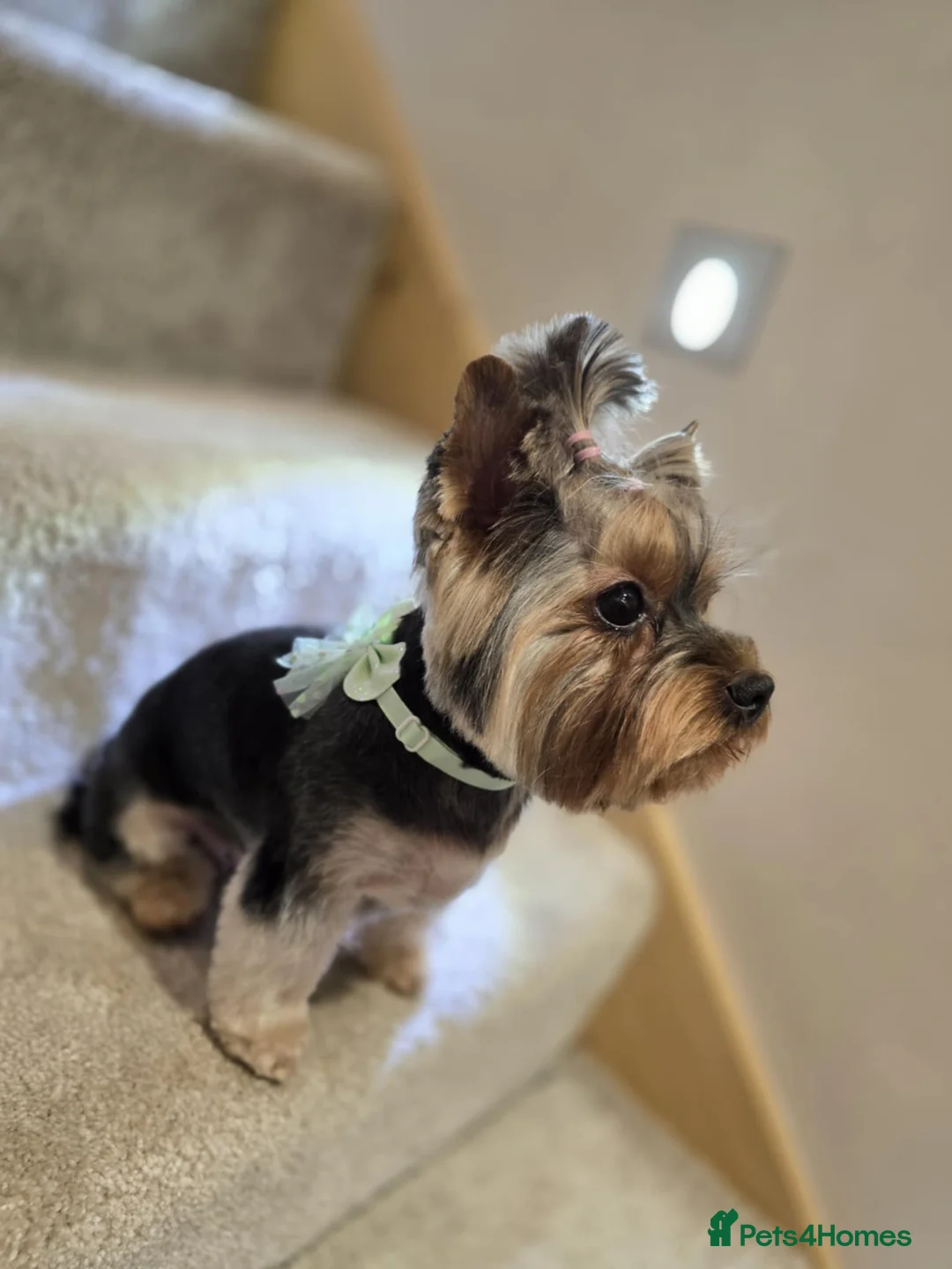 Yorkshire Terrier dogs for sale: Mini Yorkshire Terrier - Advert 11