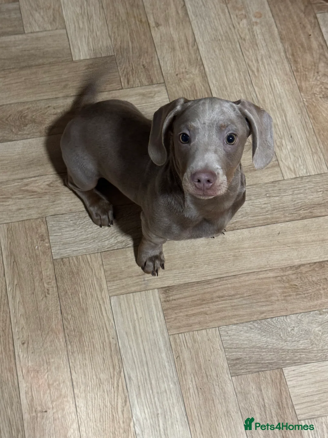 Miniature Dachshund dogs for sale: 4 month old miniature dashhound  - Advert 3