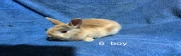 Netherland Dwarf rabbits for sale: Dwarf Netherland rabbits  - Advert 3