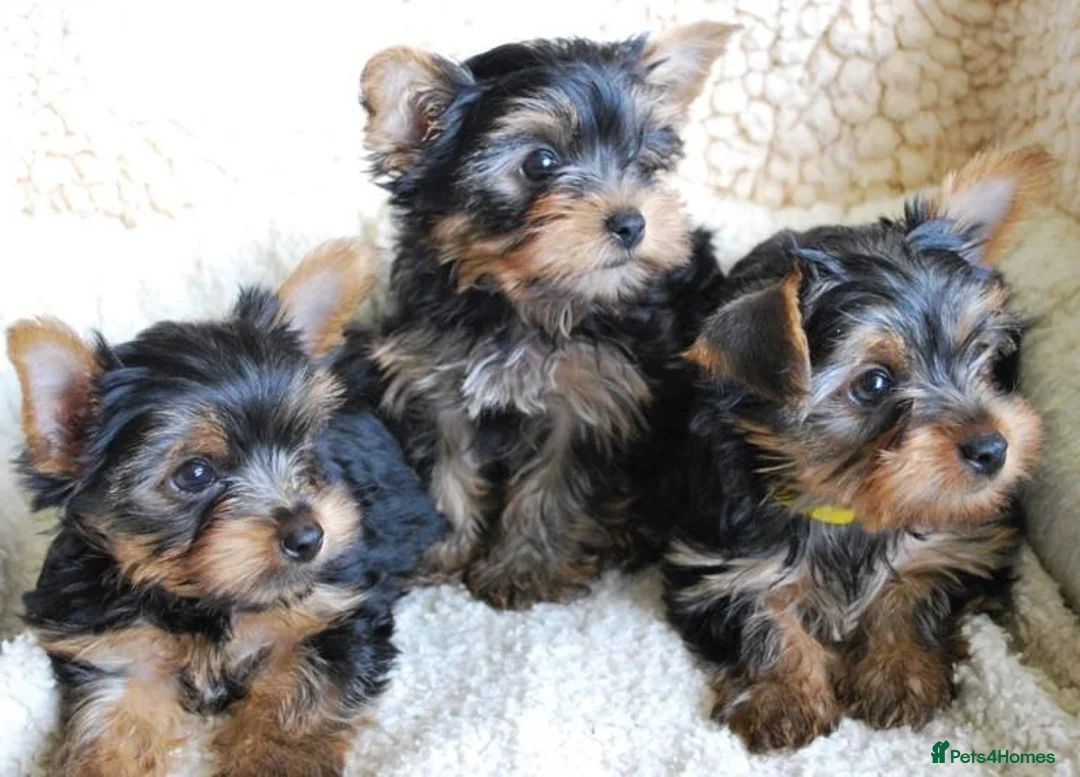 Yorkshire Terrier dogs for sale: Four Little Treasures with Hearts Full of Love - Advert 6