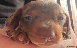 Dachshund dogs for sale: 7 Dachshund Puppies light & dark dapple and brown - Image 18