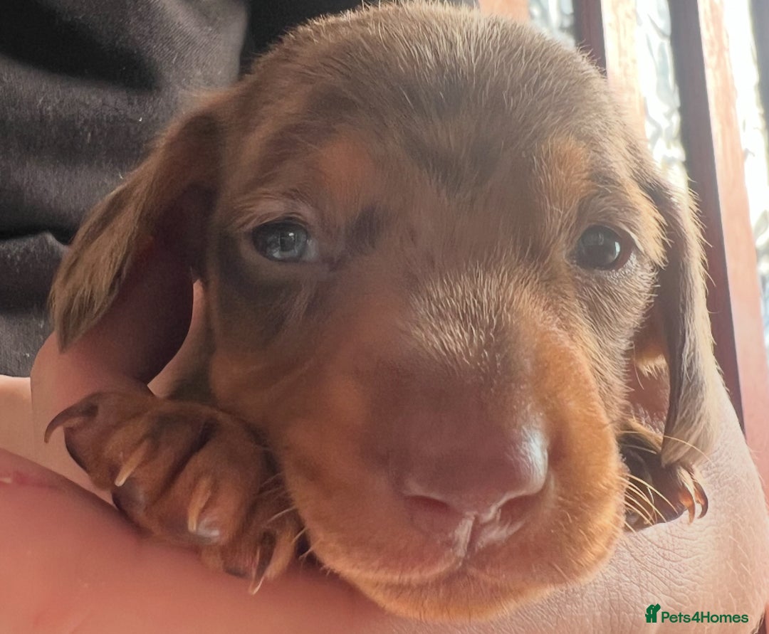 Dachshund dogs for sale: 7 Dachshund Puppies light & dark dapple and brown - Image 18